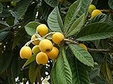 Fácil de usar Potseed 3 Semillas de níspero (Eriobotrya Japonica) G837 Ciruelo japonés Seeds Semi