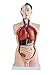 Produktbild Echthaar 85 cm Male Torso Anatomisches Modell Skelett Life Größe – Medical Anatomie kann zerlegen, in 19 Teile