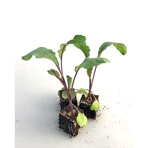 Preisvergleich Produktbild Gemüsepflanzen - Kohlrabi / Blauer - Brassica oleracea var. gongylodes - Brassicaceae - 6 Pflanzen