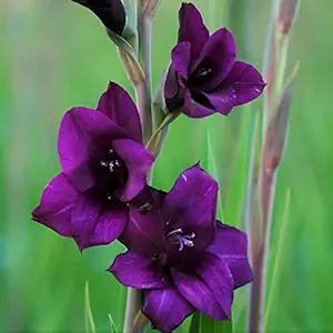 FernsFly IMP. Sword lily Gladiolus | Gladiola | Gladioli Flower Bulbs Home Outdoor Flowering Gardening Bulbs Blooming planting (Pack of 5 Flora Gladiolus)