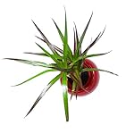 Tableau végétal boule à faire soi-même sans plantes (Rouge Carmin)