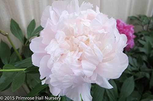 Peony lactiflora 'Morning Kiss', HUGE 5.5lt (22cm Square) Deep Pot, Perennial Peony Plant, Deciduous Perennial Plant, Hardy, Scented,