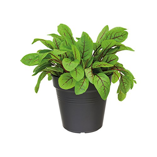elho Green Basics Anzuchttopf 17cm – Lebhaft Schwarz - 2