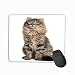 Produktbild Mouse pad American curl 8 Months Old steelseries Keyboard