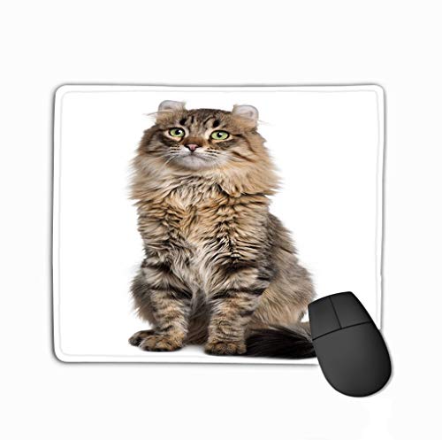 Preisvergleich Produktbild Mouse pad American curl 8 Months Old steelseries Keyboard