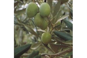 Vivai Gardenhome - Olivo Ascolana