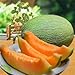 Produktbild Shopmeeko Spezielle Produkte!20 teile/beutel Super Big Sweet honig-tau melone bonsai Hami melone fruchtsaft Cantaloupe Jumbo Heirloom Sukkulent