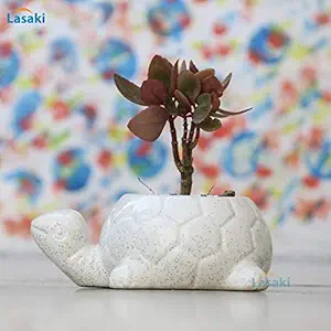 Lasaki Tortoise Ceramic Pots for Indoor Plants,Planters,Flower pots,gamla for Indoor,Outdoor,Succulent Pot.(Color:White)(L:19.5 cm,W:13.5 cm, H:7 cm)