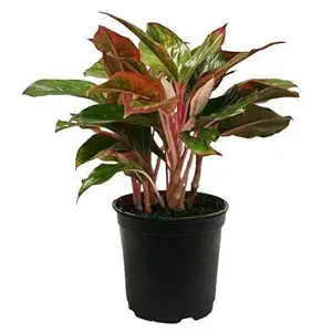 Mphmi Aglaonema dud anyamanee, Aglaonema anyamanee (Green, Pink) - Plant