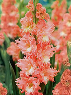 Gladiolus - Gladiole " Frizzlet Coral Lace "(5)