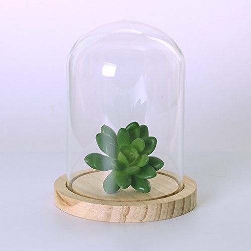 MagiDeal Garten Deko Transparente Glasglocke Glashaube Glassturz mit Holzboden für Pflanzen Blumen - 7