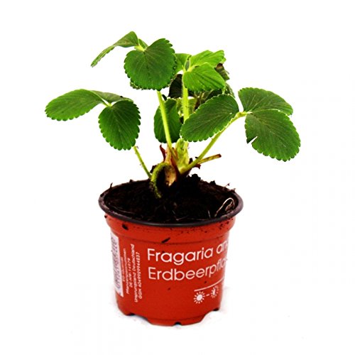 Himbeer-Erdbeere – Set mit 3 Pflanzen – Fragaria – Ausgefallene Sorte für Liebhaber des Besonderen - 3