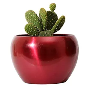 Homspurts Metallic Sunshine Pot Red (4.7 inches) Multipurpose Pot/Desktop Flower Planter/Home d