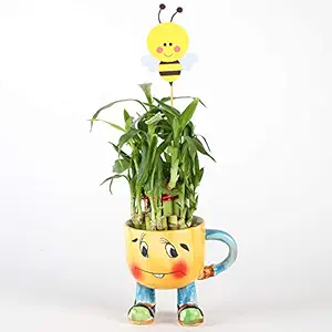 Ferns N Petals 2 Layer Lucky Bamboo Plant Live Indoor Yellow Smiley Ceramic Mug Pot 4 X 3.5 Inches