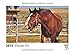 Produktbild Pferde VIII 2019 - Timokrates Tischkalender, Bilderkalender, Fotokalender - DIN A5 (21 x 15 cm)
