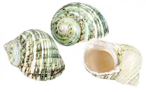NaDeco® Turbo argyrostomus geschliffen ca. 5cm | grünes Schneckenhaus | Meereschnecke | Deko Schnecke - 2