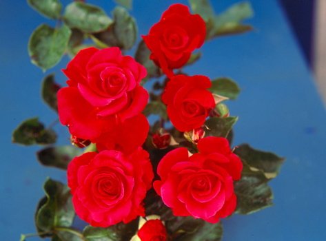 Apuldram Roses"Dizzy Heights" - Climbing Rose (Potted)