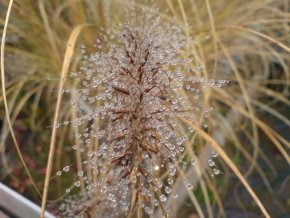 Lampenputzergras ‚Hameln‘ – Pennisetum alopecuroides ‚Hameln‘ – Ziergras - 2