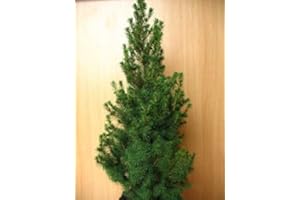 PLANTENWELT WIESMOOR Zuckerhutfichte Picea glauca Conica 70-80 cm hoch im 5 Liter Pflanzcontainer