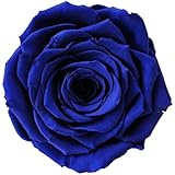 ETERNAL ROSES, XXL Rosenkopf, konserviert; Farbe Blue