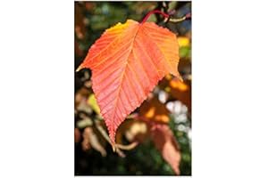 RP Seeds Acer rufinerve (Snake-Bark Maple) - 10 Seeds