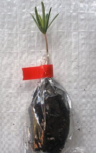 Corkback Fir Abies Lasiocarpa, Plug Plant Seedlings.