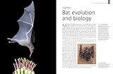 Image de Bats