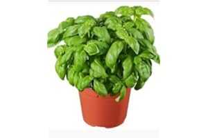 ZEPRE Basilico Pianta bellissima Terre di Romagna Made in Italy Pesto Genovese vaso 12cm