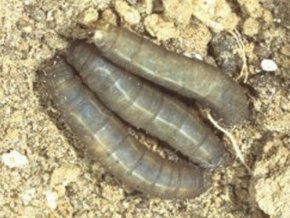 SC Nematoden – Biologische Schädlingsbekämpfung – ca. 6 Mio. - 2