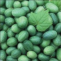 *Seeds and Things Open Pollinated Cucumber Seeds, Mexican Sour Gherkin, 25 Seeds by Seeds and Things