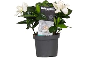 DECOALIVE Gardenia Planta Natural con Flores de Temporada