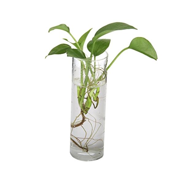 Botella Florero Cristal Colgante Pared Micro Paisaje Para