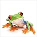 Produktbild Artland Qualitätsbilder I Glasbilder Deko Glas Bilder 30 x 30 cm Tiere Wassertiere Frosch Foto Weiß A5LJ Großaufnahme eines Frosches vor weiß