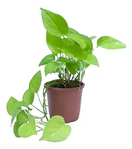 DESIRTON Indoor Golden Money Plant (Pot Included) (4