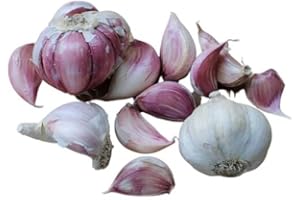 Pag Aglio rosso di Sulmona | Per la Semina e per Uso Alimentare | 1 kg