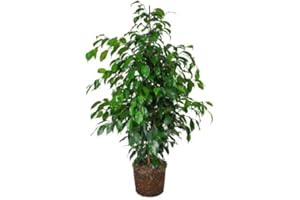 DECOALIVE Ficus Benjamina Verde Árbol de Interior Natural +100cm de Altura