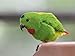 Produktbild Artland Poster oder Leinwand-Bild fertig aufgespannt auf Keilrahmen mit Motiv Elke Schmid-Neebe Blaukrönchen Papagei Zoo Basel Singvogel Tiere Vögel Fotografie Grün C7FE