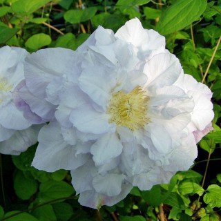 Clematis 'Duchess of 'Edinburgh' - Winterharte Schlingpflanze