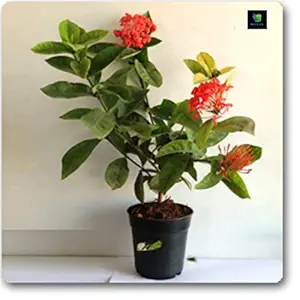 Mphmi Ixora Dwarf (Red) - Plant