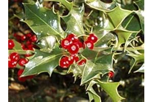 ASTONISH VISA STORE Houx, Ilex aquifolium, 60 graines Graines (Evergreen,)
