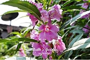 GEOPONICS 5: 100 pcs/sac de graines Balsamine, belle graines de fleurs Accueil Jardin Fleurs en pot semences intérieur Graines Bonsai 5