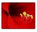 Produktbild Amaryllis Flower red petals yellow nectar pretty Mouse Pads Customized Made to Order Support Ready High Quality Eco Friendly Cloth with Neoprene Rubber Liil Mouse Pad Desktop Mouse Pad Laptop Mouse Pads Comfortable Computer Mouse Mat Cute Gaming Mouse_pad by Liil Mouse Pad 220mm*180mm*3mm
