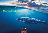 Wale und Delphine 2018 by