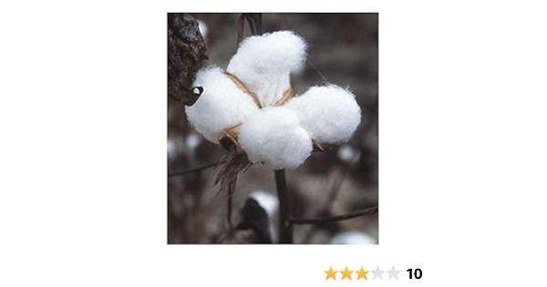 gossypium hirsutum coton 15 graines amazon fr jardin gossypium hirsutum coton 15 graines