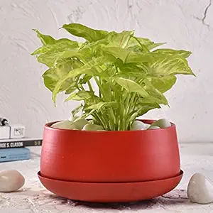 Elemntl Metal Planter Pot for Indoor Plants & Flowers | 5.5 x 3 in | Table Top Planter for Living Room, Home Decor, Terrace, Balcony & Home Gardening (Matte Red with Drain Plate)