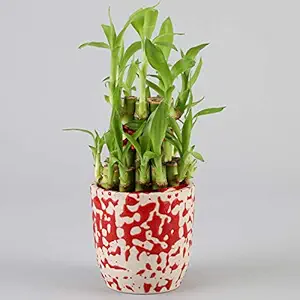 Ferns N Petals 2 Layer Lucky Bamboo Plant in Imported Ceramic Pot