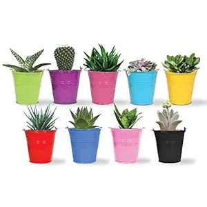 TrustBasket Set of 5 Bucket Planter(Pink,Purple,Blue,Green,Yellow)