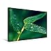 Produktbild Calvendo Premium Textil-Leinwand 45 x 30 cm Quer-Format Regentropfen | Wandbild, HD-Bild auf Keilrahmen, Fertigbild auf Hochwertigem Vlies, Leinwanddruck von Gabi Siebenhühner Natur Natur
