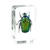 qtmy Biologie Science World Kollektion von echtem Insekt...