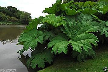 Preisvergleich Produktbild Virtue B01CBU1100